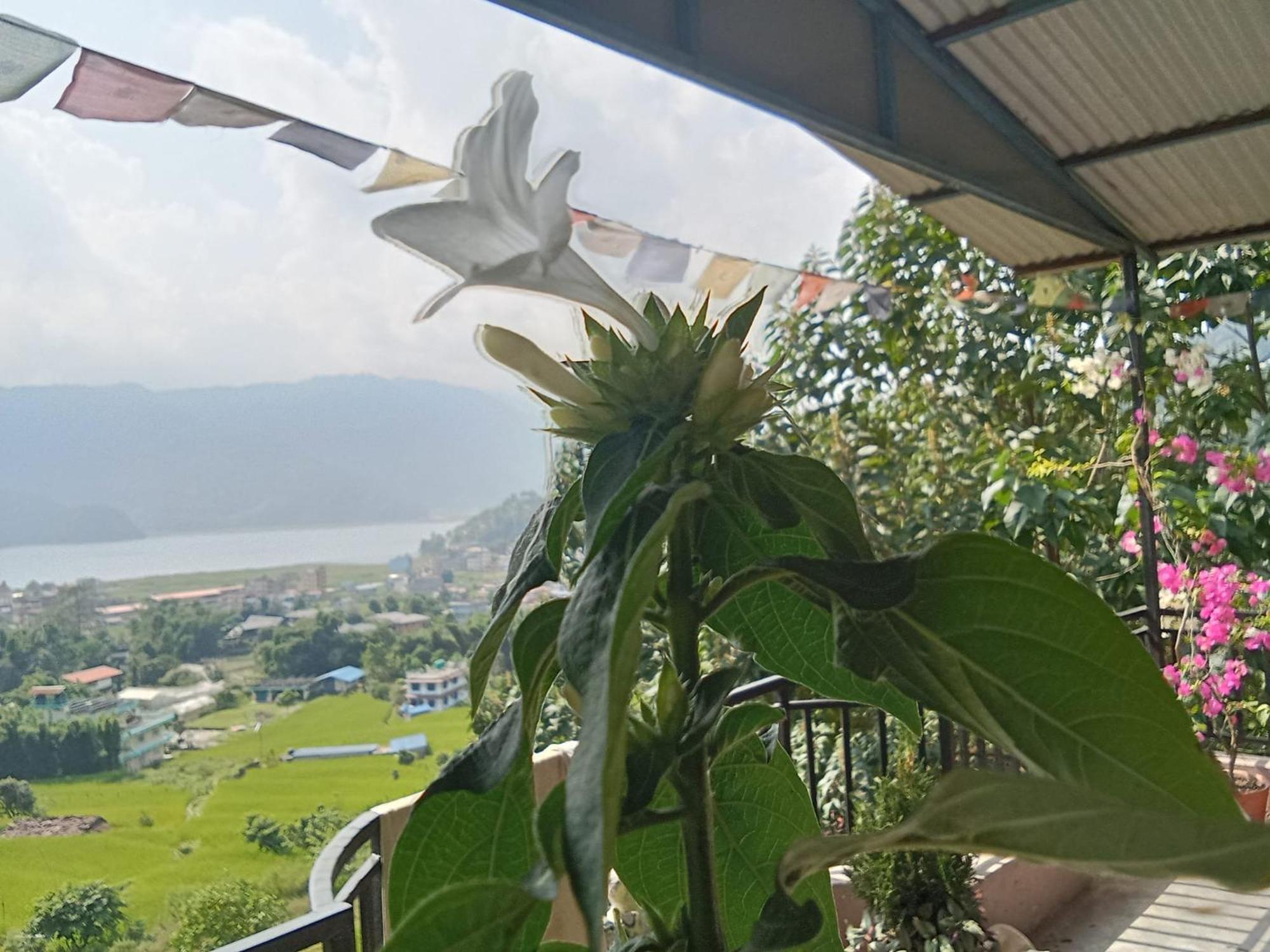 Gautam Garden Guest House Pokhara Eksteriør bilde